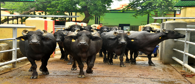 Dairy Farming